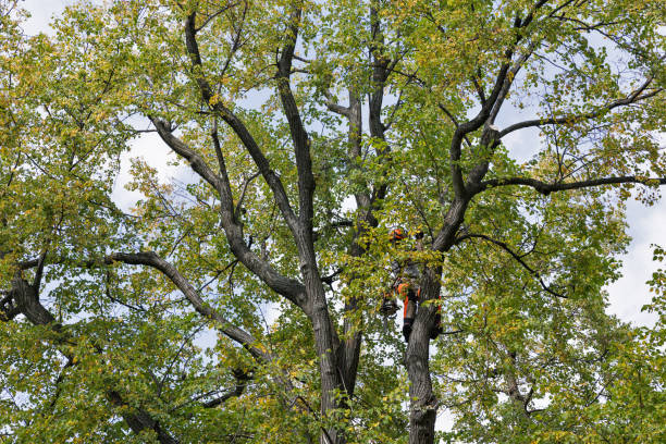 Best Tree Removal  in East Hemet, CA